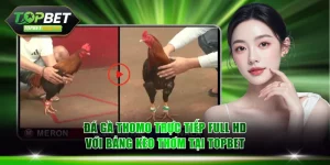 Đá gà Thomo