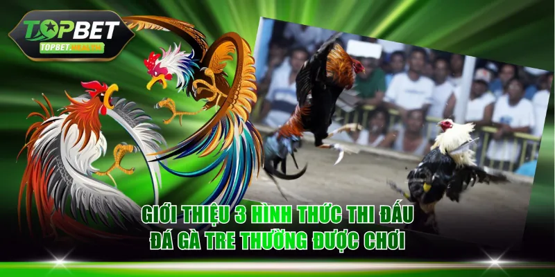 Giới thiệu 3 hình thức thi đấu đá gà tre thường được chơi