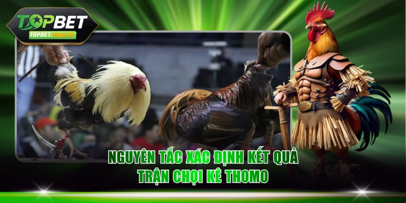 Nguyên tắc xác định kết quả trận chọi kê Thomo minh bạch