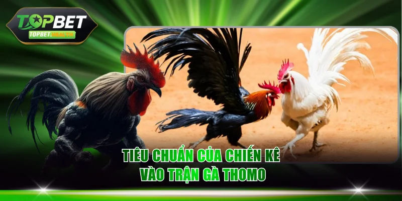 Tiêu chuẩn của chiến kê vào trận gà Thomo