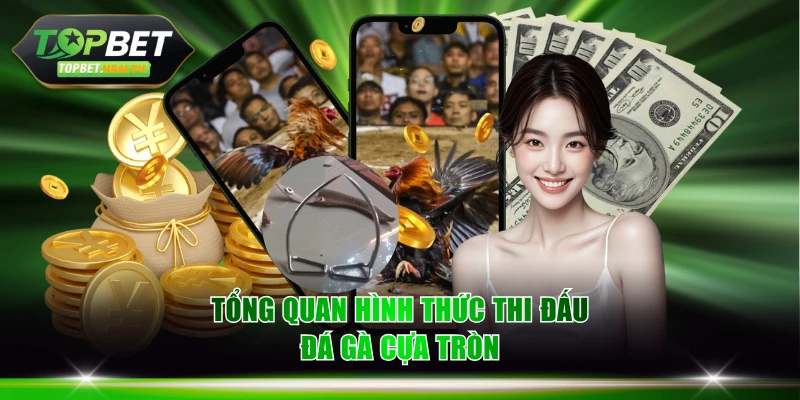 Tổng quan hình thức thi đấu đá gà cựa tròn